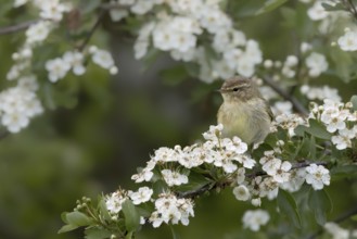A bird sits on a branch full of white flowers in nature