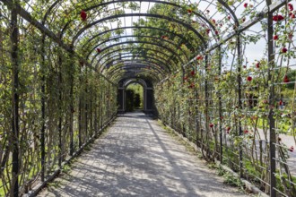 Long pergola overgrown with roses in the garden, Vienna