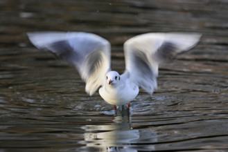 Black-headed gull (Larus ridibundus), shaking its wings, Lake Zug, Canton Zug, Switzerland, Europe