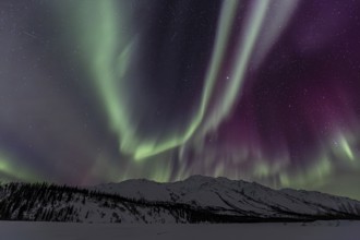 Green, yellow and purple northern lights (aurora borealis) over snowy mountains, northern lights