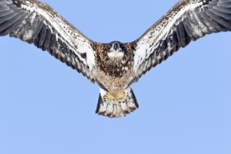 Juvenile bald eagle (Haliaeetus leucocephalus) flying under a blue sky. Region of Lanaudiere.