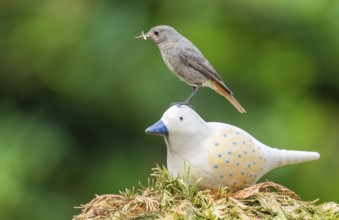Black redstart (Phoenicurus ochruros), female sitting on a ceramic bird in the garden with food in