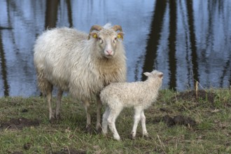 Horned bog cuckoo with its lamb by the water, Mecklenburg-Western Pomerania, Germany, Europe