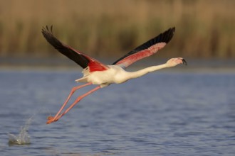 Greater flamingo (Phoenicopterus roseus) taking off, Camargue, Provence, southern France