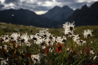 Cotton grass in a meadow with Montafon mountains in the background, Tschagguns, Rätikon, Montafon,