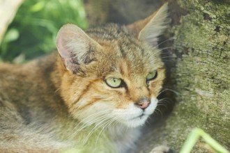 European wildcat (Felis silvestris) on a meadow, portrait, wildlife Park Aurach near Kitzbuehl,