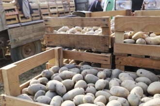 Agriculture potato cultivation and potato plants (Ludwigshafen, Rhineland-Palatinate)