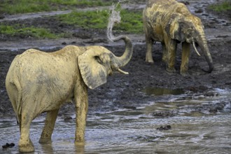 African forest elephants (Loxodonta cyclotis) in the Dzanga Bai forest clearing, Dzanga-Ndoki