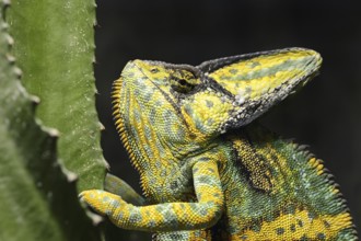 Veiled chameleon (Chamaeleo calyptratus), male, captive, occurring on the Arabian Peninsula