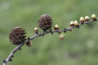 Larch (Larix decidua), male and female flowers and cones, Emsland, Lower Saxony, Germany, Europe