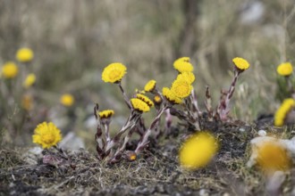 Coltsfoot (Tussilago farfara), Emsland, Lower Saxony, Germany, Europe