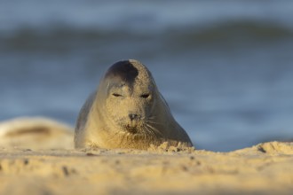 Common seal (Phoca vitulina) adult animal resting on a seaside beach, Norfolk, England, United