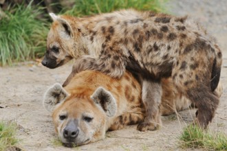 Spotted hyena or spotted hyena (Crocuta crocuta) with young, captive, occurring in Africa