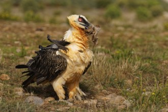 Old bearded vulture (Gypaetus barbatus), sheep hoof, fur remains, Catalonia, Pyrenees, Spain,
