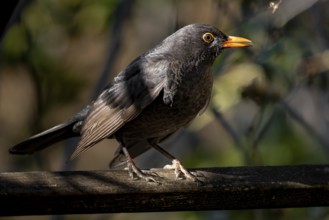 Male blackbird (Turdus merula) on a wooden railing, sunlight illuminates the plumage, Neunkirchen,