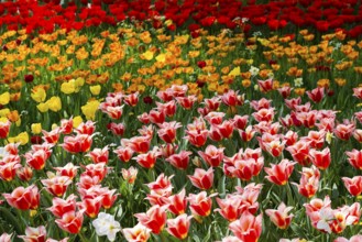 Flower meadow with colourful tulips, Mainau Island, Lake Constance, Baden-Württemberg, Germany,