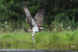 Osprey, Pandion haliaetus, Aviemore, Scotland, Great Britain