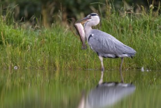 Grey heron (Ardea cinerea) with fish as prey, Aviemore, Scotland, Great Britain