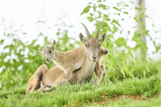 Alpine ibex (Capra ibex) youngster klimbing on their mother, playing, wildlife Park Aurach near