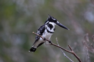 Pied kingfisher (Ceryle rudis), adult, aut Warte, alert, Saint Lucia Estuary, Isimangaliso Wetland