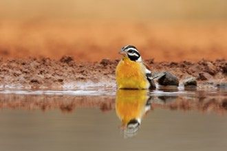 Golden-breasted Bunting (Emberiza flaviventris), adult, at the water, bathing, Kruger National