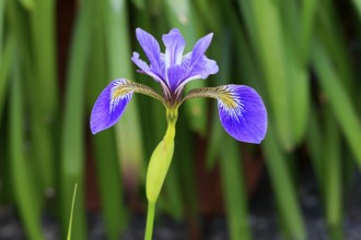 American marsh iris (Iris versicolor), flower, in bloom, at a pond, Ellerstadt, Germany, Europe