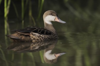 Bahama duck (Anas bahamensis, Paecilonetta bahamensis), captive, occurrence in South America