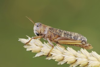 European migratory locust (Locusta migratoria), Provence, southern France