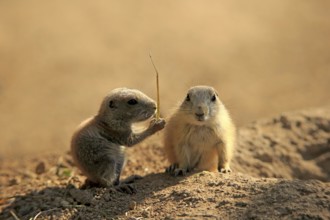 Black-tailed prairie dog (Cynomys ludovicianus), two young animals eating, siblings, North America