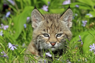 Lynx (Lynx rufus), young animal, flowers, meadow, eight weeks old, portrait, Montana, USA, North