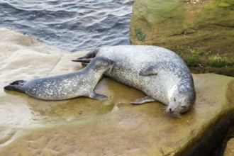 Harbor seal, phoca vitulina vitulina. Baby seal suckling its mother on a rock by the sea. Forillon