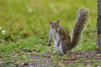 Grey Squirrel (Sciurus carolinensis), on meadow, springtime, Florida, USA, North America