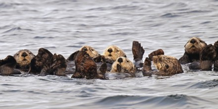 Several sea otters (Enhydra lutris) swimming on their backs in the Pacific Ocean, Vancouver Island