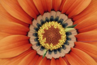 Gazania or Mittagsgold (Gazania hybride), flower detail, ornamental plant, North Rhine-Westphalia,