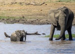 African elephant (Loxodonta africana), mother and young playing in the water, Kruger National Park,