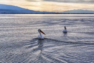 Two Dalmatian pelicans (Pelecanus crispus) swimming in Lake Kerkini, Lake Kerkini, sunrise, Central