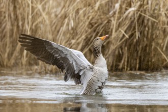 Greylag goose (Anser anser) flaps its wings, wildlife, Germany, Europe