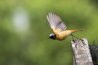 A Common redstart (Phoenicurus phoenicurus), male, taking off from an old wooden fence, Hesse,