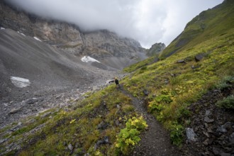A mountaineer on a mountain path with lush green vegetation in foggy weather, hiking trail to