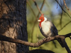 Red-crested cardinal (Paroaria coronata) or red-crested cardinal, seen in Buenos Aires, Argentina,
