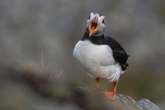 Puffin (Fratercula arctica) with open beak, Norway, Runde Island, Europe