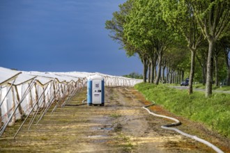 Agriculture, large areas with foil tunnel, for the cultivation of strawberries, south of Lövenich,