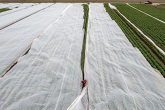 Potato field, fleece cover is removed, the fleece is intended to protect against weather