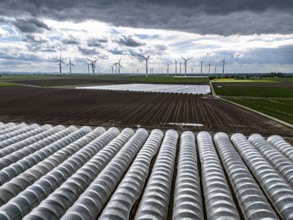 Agriculture, large areas with foil tunnel, for the cultivation of strawberries, freshly cultivated