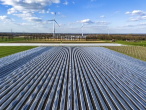 Asparagus fields, asparagus stems under foil, for faster growth, in the background foil greenhouses