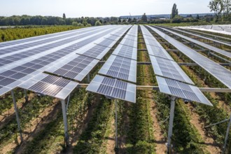 Agri-photovoltaic test plant, an apple orchard with two different systems of PV modules was roofed