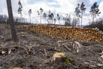 Cleared forest in the Arnsberg Forest near Warstein-Sichtigvor, Soest district, wood pile, site of