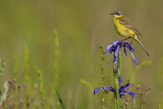 Yellow wagtail, (Motacilla f. flava), Tiszaalp-r, Kiskuns-gi National Park, B-cs-Kiskun, Hungary,