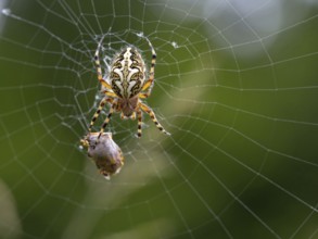 Aculepeira ceropegia, (Araneus ceropegia), macro photograph, spider, arachnid, Black Forest,