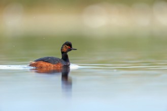 Black-necked grebe (Podiceps nigricollis), swimming in the water, Hides de El Taray / Floating Hid,
